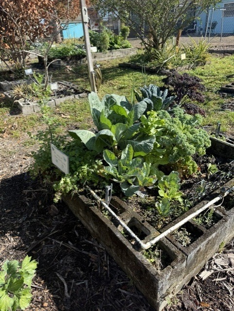 Community garden